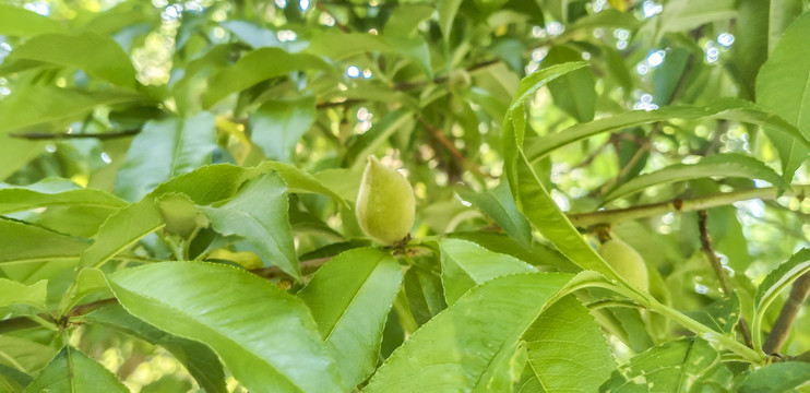毛桃