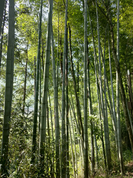 竹林