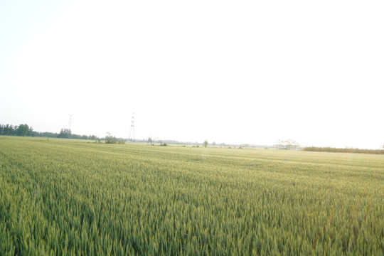 麦田日出