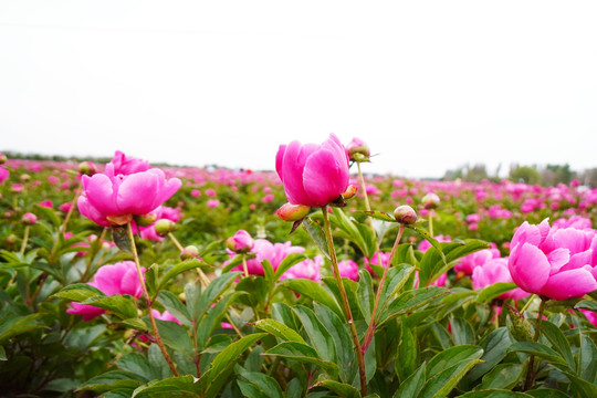 芍花