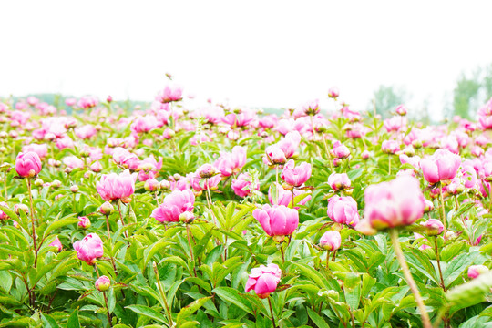 芍花