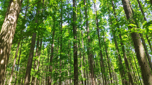 森林草地美景
