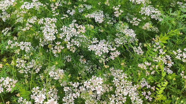 香菜花图片