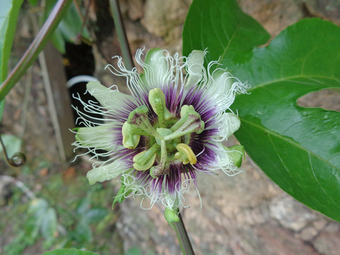 百香果花