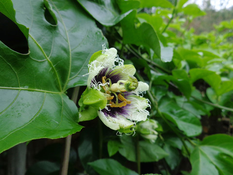 百香果花