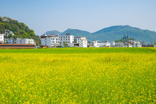 春天油菜花