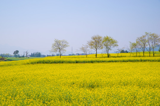 春天油菜花