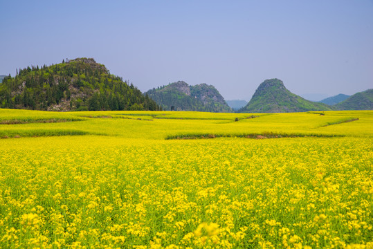 春天油菜花