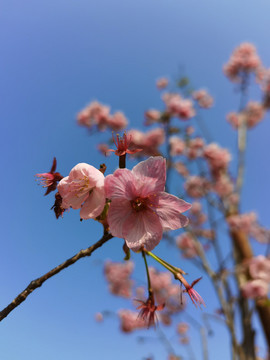 樱花