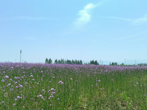 铜鉴湖花海