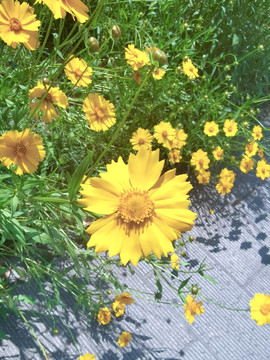 金鸡菊