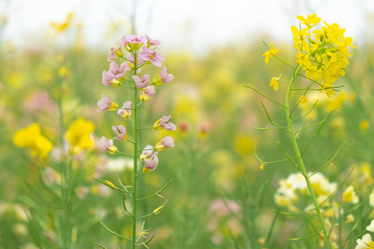 彩色油菜花五彩油菜花蜜蜂采花