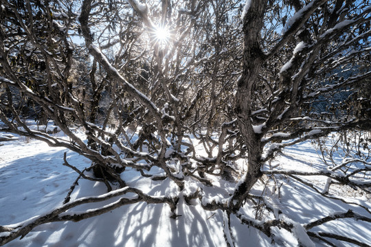 川西毕棚沟雪景风光