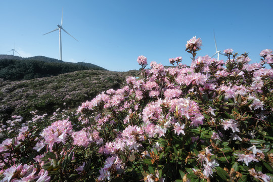 乌蒙山大草原杜鹃花海风力发电