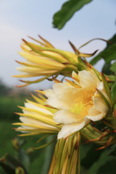 霸王花