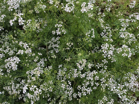 香菜花背景