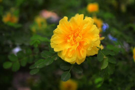黄蔷薇