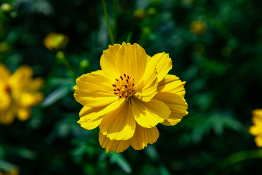 夏天盛开的硫华菊花