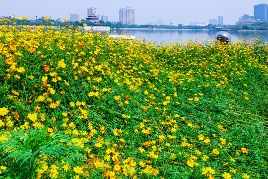 硫华菊花海