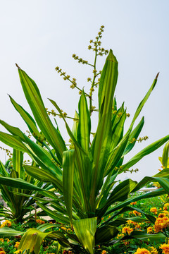 户外景观植物香龙血树