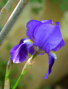 鸢尾花