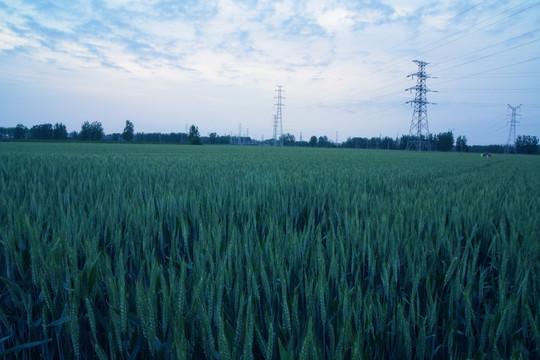 麦田