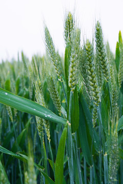 雨后的小麦