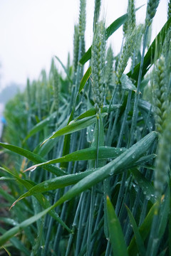 雨后的麦穗