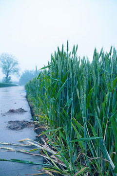 雨后的小麦