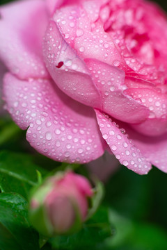 玫瑰花