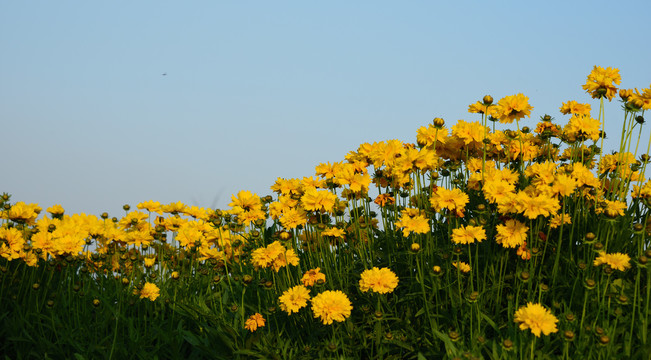 黄色小菊花