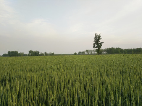 麦田麦穗风景