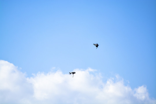 飞翔的黑颈鹤