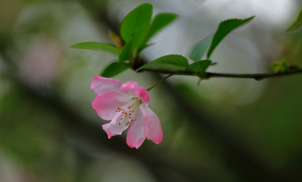 樱花素材