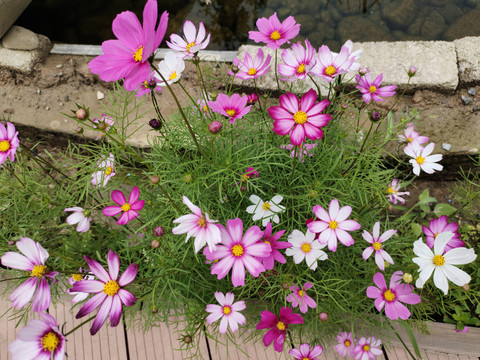 格桑花