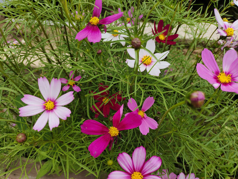 格桑花