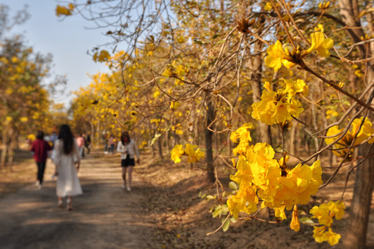 黄花风铃