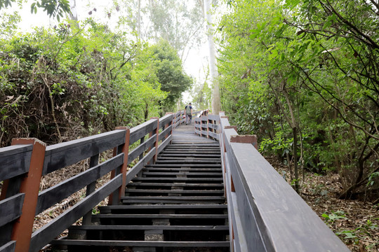 绿树登山栈道