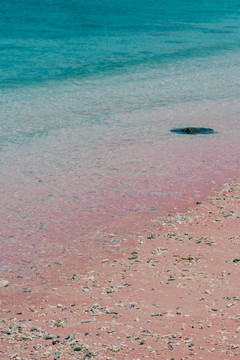 科莫多粉色沙滩