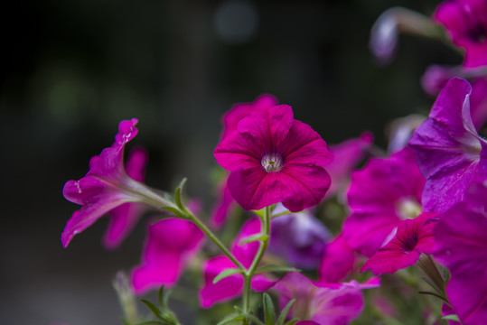 打碗花牵牛花