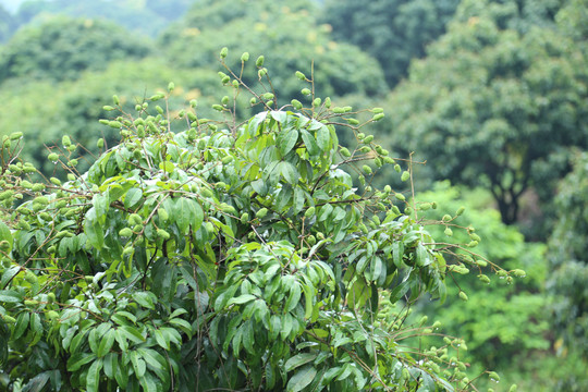 荔枝树