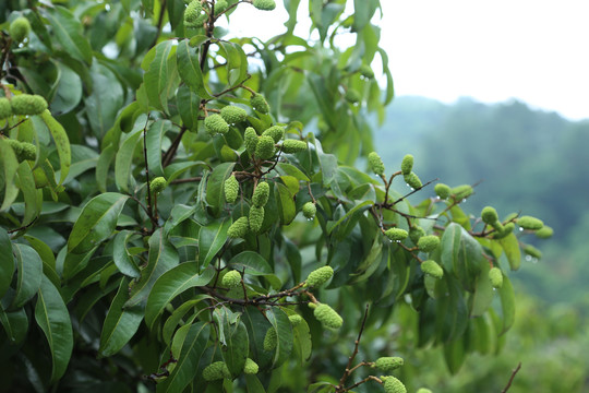 荔枝树