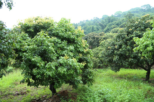 荔枝树