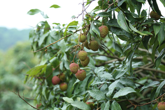 荔枝树