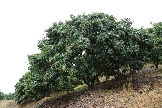 荔枝树