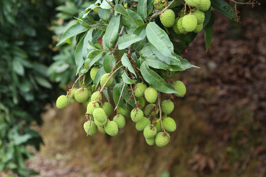 荔枝树