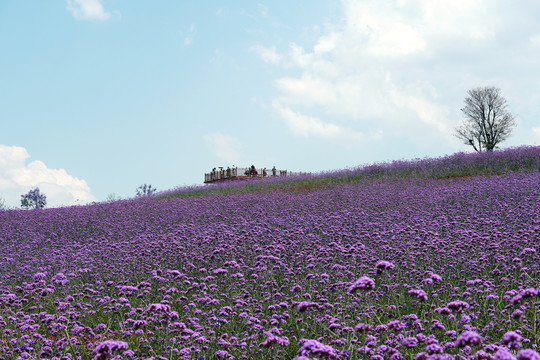 薰衣草花海