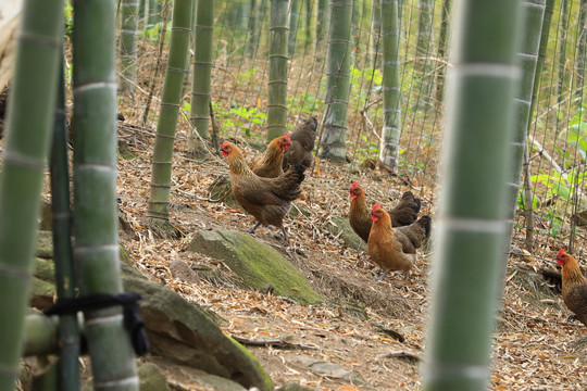 竹林散养鸡
