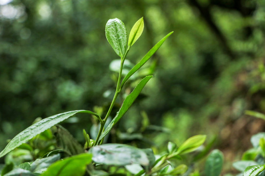 古树茶普洱茶