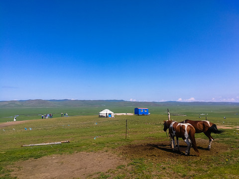 草原蒙古包骏马